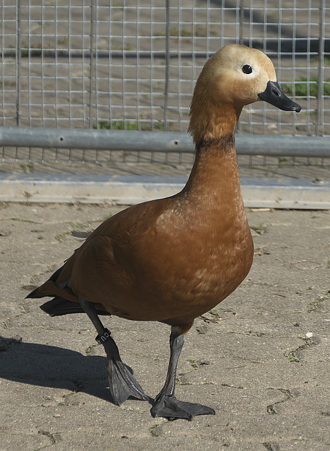 实力